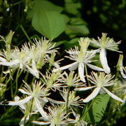 Honeysuckle2_card