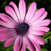 Naturedaisy_card