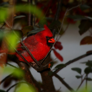 Img_8764b2_card