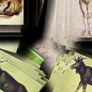 16518219_1__card