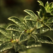 Water_drops_on_a_plant_card