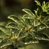 Water_drops_on_a_plant_thumb