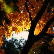 Img_8761b_card