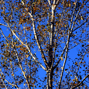 Img_8794b_card