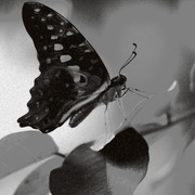 Blackbutterfly_card