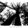 Tree_thumb