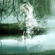 Swans_card