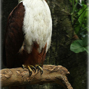 Haliastur_indus_card