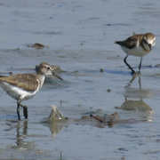 Shorebirds_card