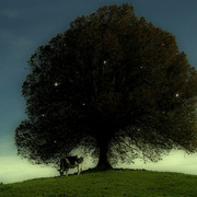15549122_1__card