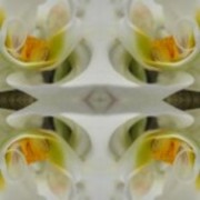 Exotik-150x150_card