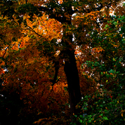 Img_8870b_card