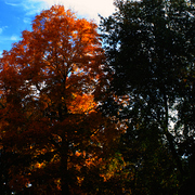 Img_8891fox59_card