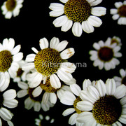 696598-3-rise-and-shine_watermark_card