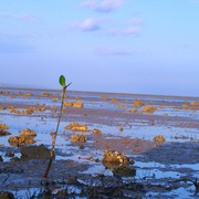 Mangrove_card