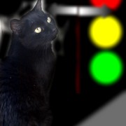 Cat_card