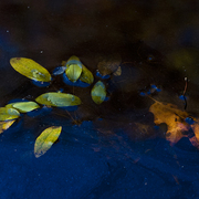 Autumn_shallows_card