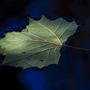 Poplar_light_card