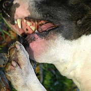 Dog_teeth_card