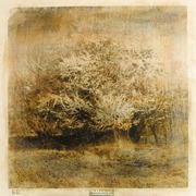 63_mystic_tree_card
