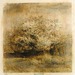 63_mystic_tree_square