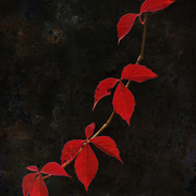 October_reds_card