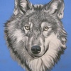 Silvia-wolf2-leitner_thumb