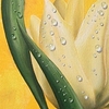 Silvia-tulpedetail-leitner_thumb