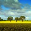 Edgmond_2_w1_thumb