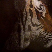 Tigermedium_card