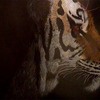 Tigermedium_thumb