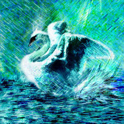Swan-3_card