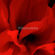668543-3-shades-of-red_watermark_card