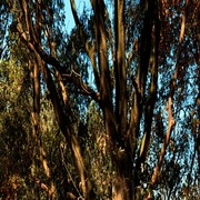 Treetrunk001a72_card