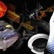 Fish_card