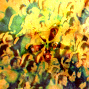 Apple_seeds