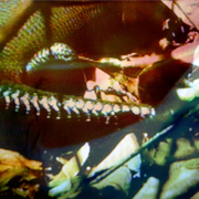 Snake_card