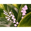 Lilac_valleyw_thumb