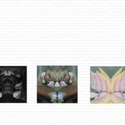 Portraits_einer_pflanze_card