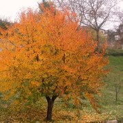Fall_cherry_tree_card