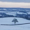 Tree_winter_w_thumb