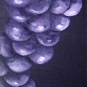 Altered_lilac_card
