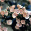 86_thumb