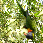 Rainbow_lorikeet
