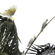 Cockatoos_1