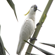 White_cockatoo_card