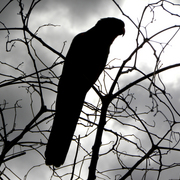 King_parrot_1