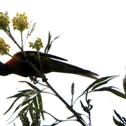 King_parrot_2_card