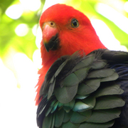 King_parrot_3_card