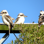 3kookaburras_card